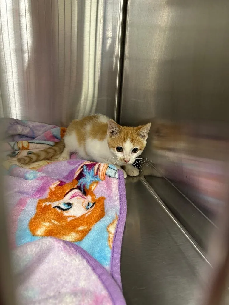 A baby medium-sized male Domestic Short Hair cat named Gunnar for adoption in Portland, IN