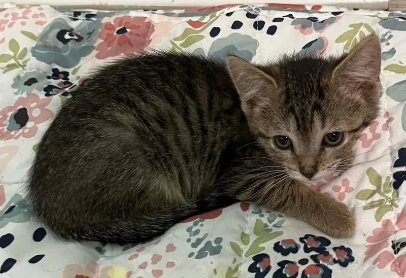 A baby small-sized female Domestic Short Hair cat named Raven for adoption in Saint Clairsville, OH
