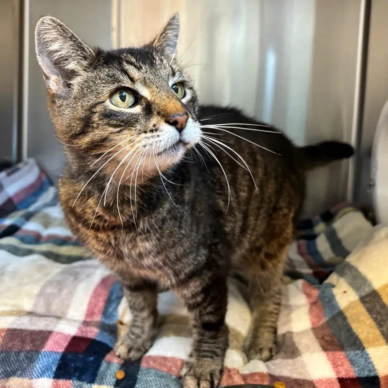 A senior medium-sized female Brown / Chocolate Domestic Short Hair cat named Ethel for adoption in Washington Township, OH