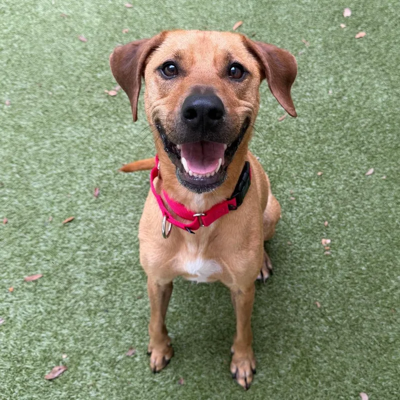 An adult medium-sized male Yellow / Tan / Blond / Fawn Mixed Breed dog named Budda for adoption in Titusville, FL