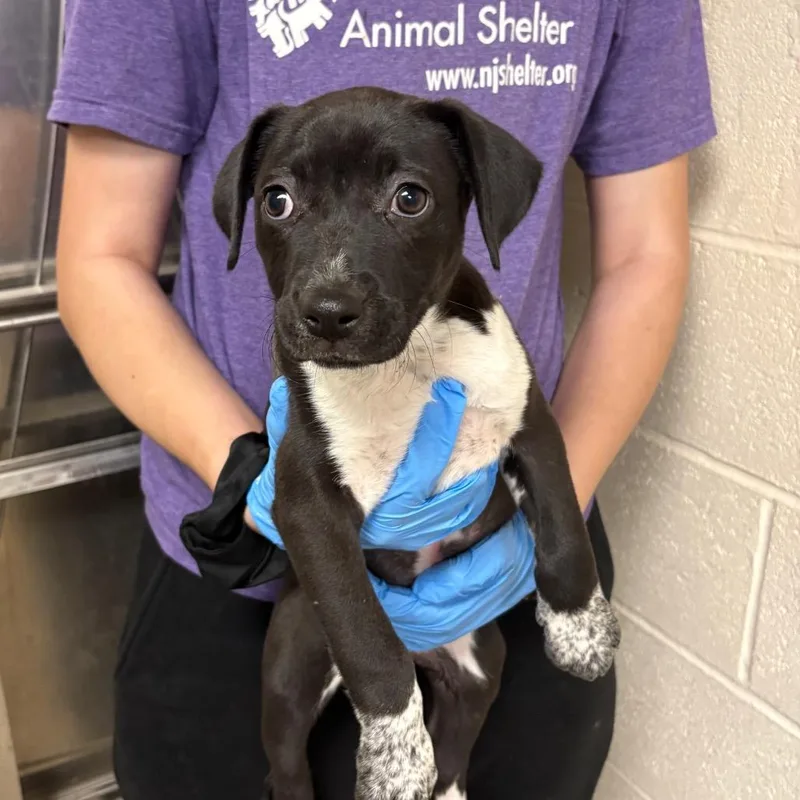 A baby small-sized female Black Mixed Breed dog named Koa for adoption in East Hanover, NJ