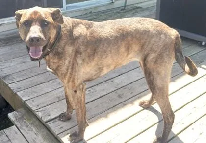 An adult extra large-sized female Mastiff dog named Shyla for adoption in Shawano, WI