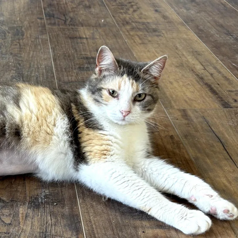 A young medium-sized female Calico American Shorthair cat named Maisy for adoption in Warrensburg, MO