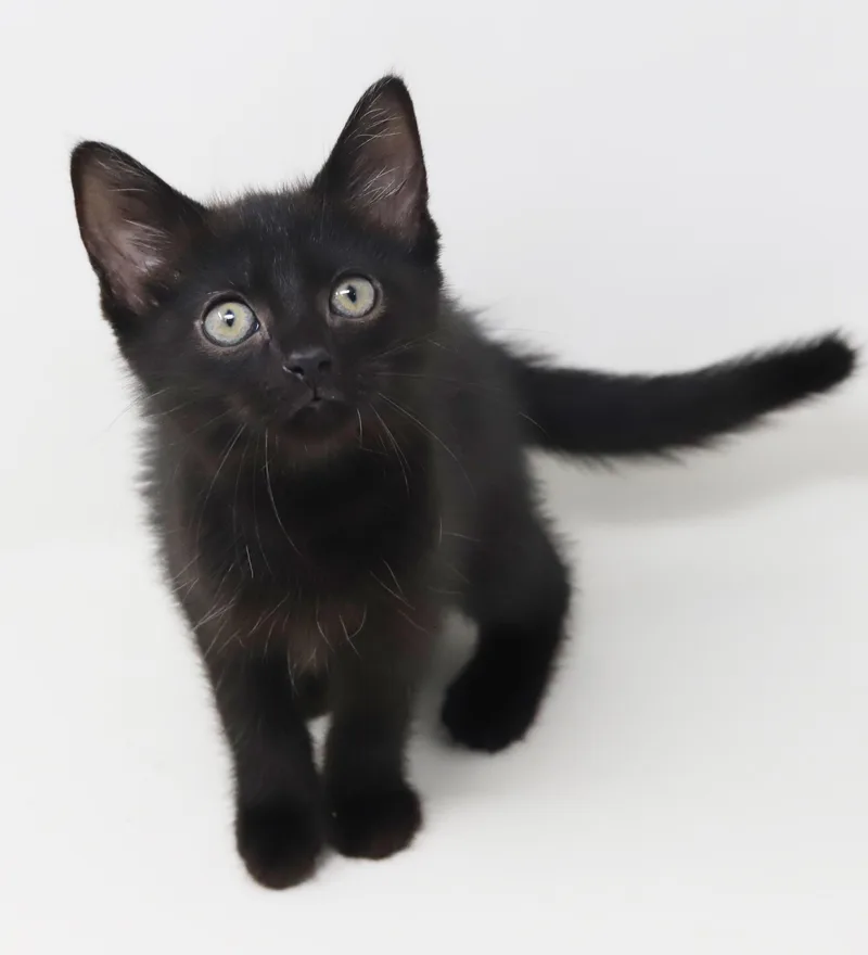 A baby small-sized female Black Bombay cat named Daphne is a darling for adoption in Bedford Hills, NY