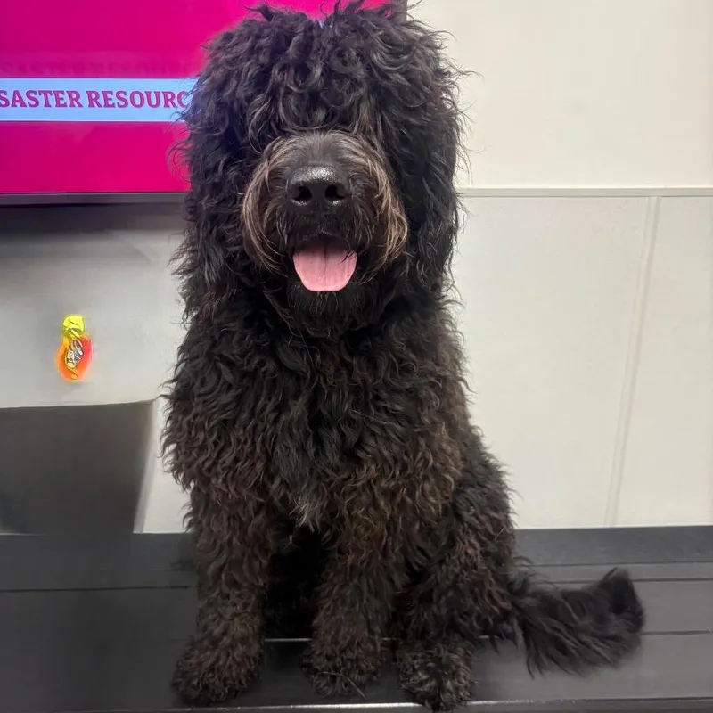 An adult extra large-sized male Black Golden Retriever dog named Guinness for adoption in Tampa, FL