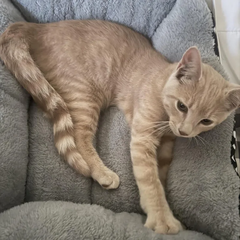 A baby small-sized male Orange / Red Domestic Short Hair cat named Found th Ave NE for adoption in Rochester, MN