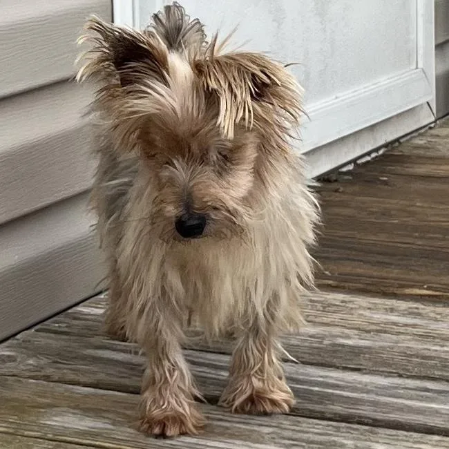 A senior small-sized male Gray / Blue / Silver Yorkshire Terrier dog named Harry for adoption in CORPUS CHRISTI, TX