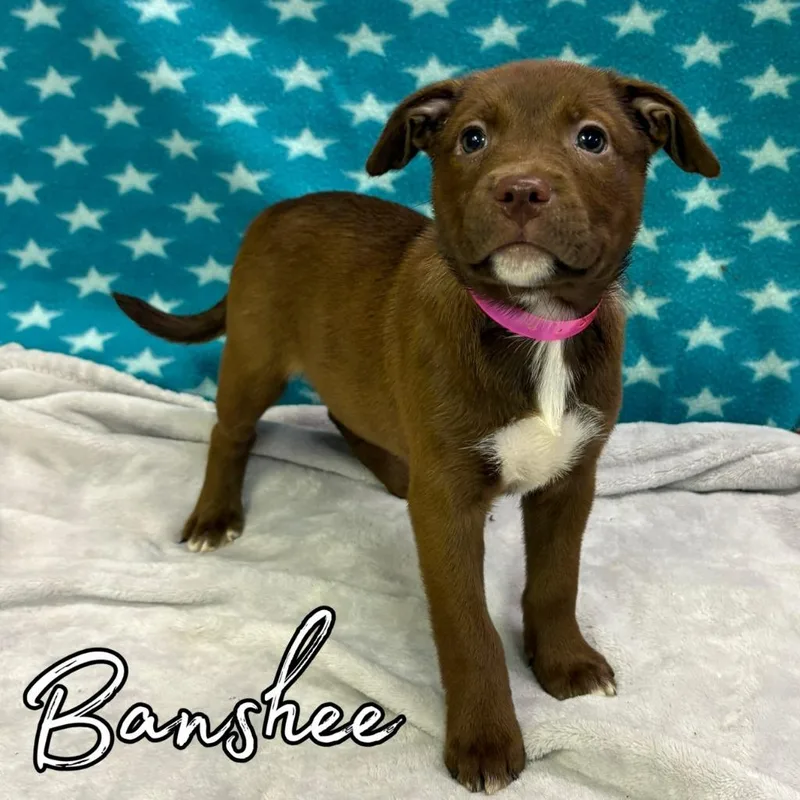 A baby medium-sized female Retriever dog named Banshee for adoption in Hillsboro, OH