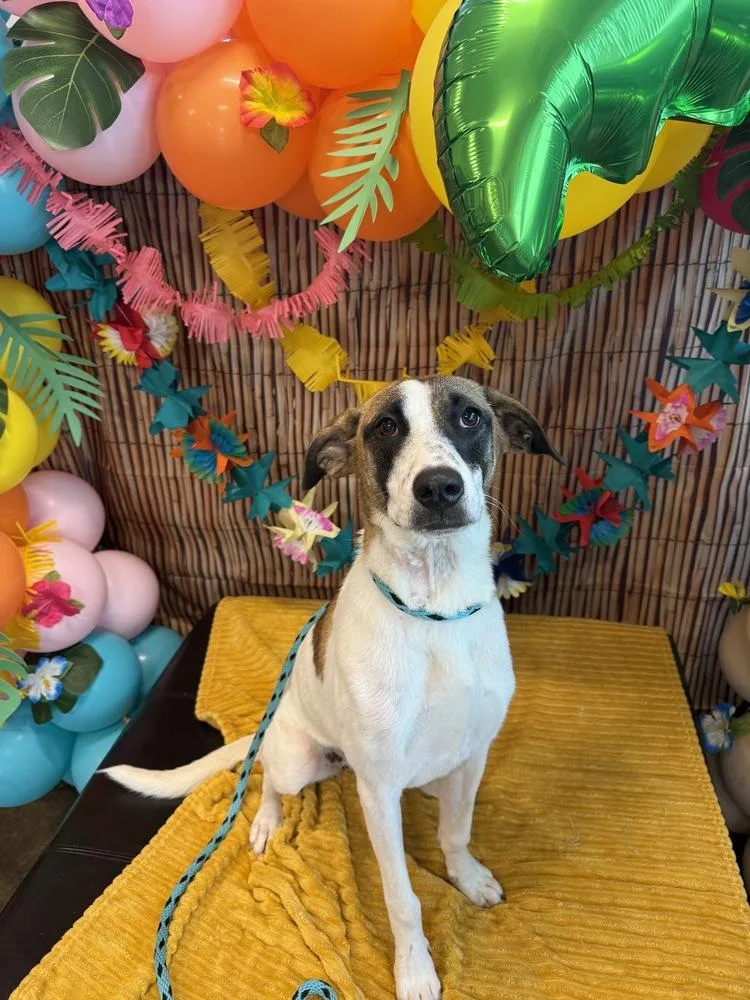 A baby medium-sized female Rat Terrier dog named Bonnie Boo for adoption in Boston, MA