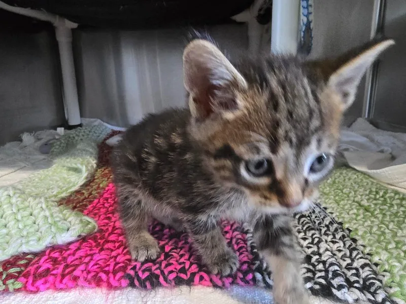 A baby medium-sized male Domestic Short Hair cat named G Paddington for adoption in Ashland, WI