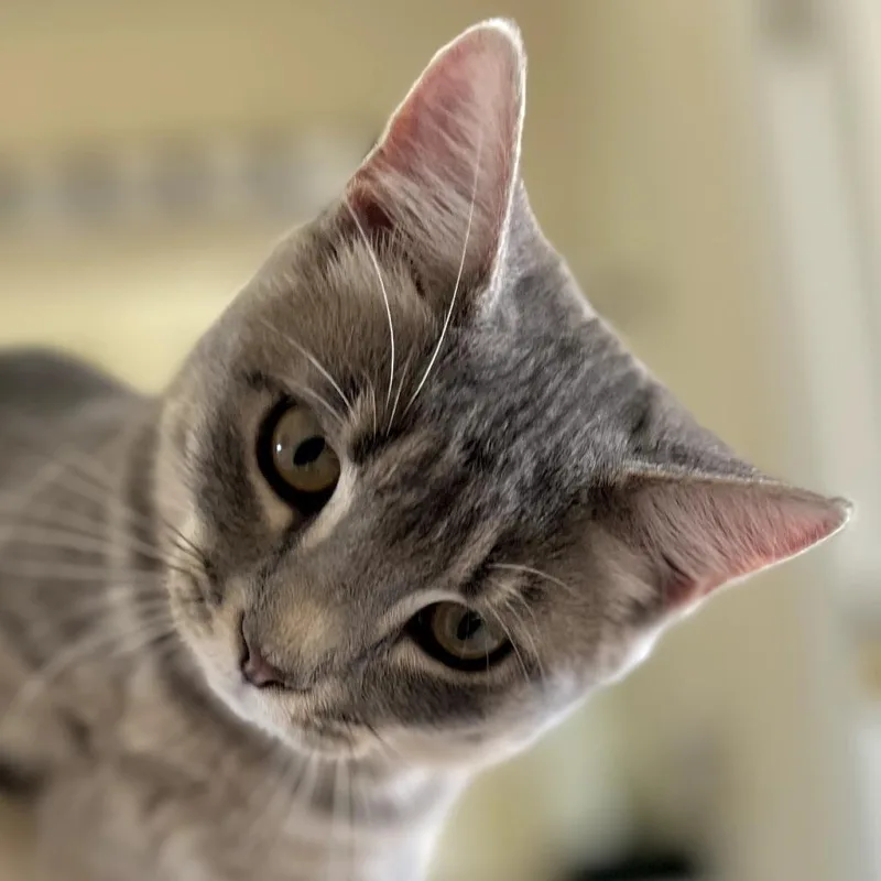 A baby medium-sized female Domestic Short Hair cat named Venus for adoption in Cumming, GA