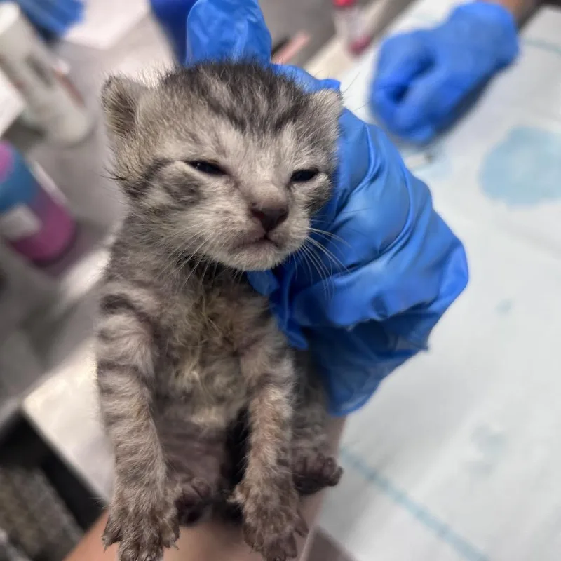A baby small-sized female Brown / Chocolate Domestic Short Hair cat named Netflix for adoption in Summerville, SC
