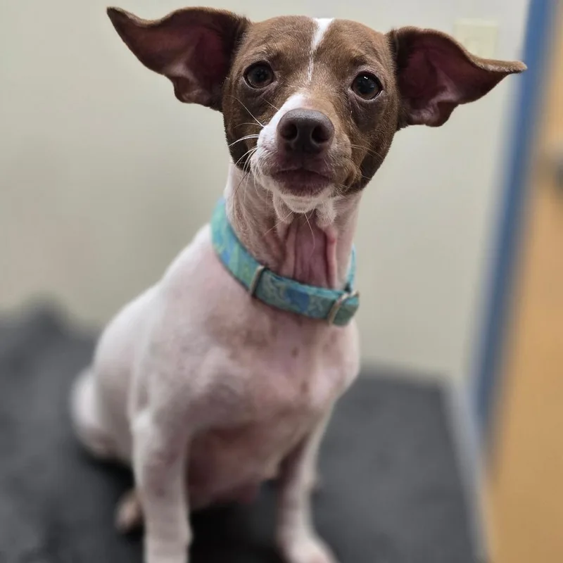 An adult small-sized female White / Cream Chihuahua dog named Fiona for adoption in Kissimmee, FL