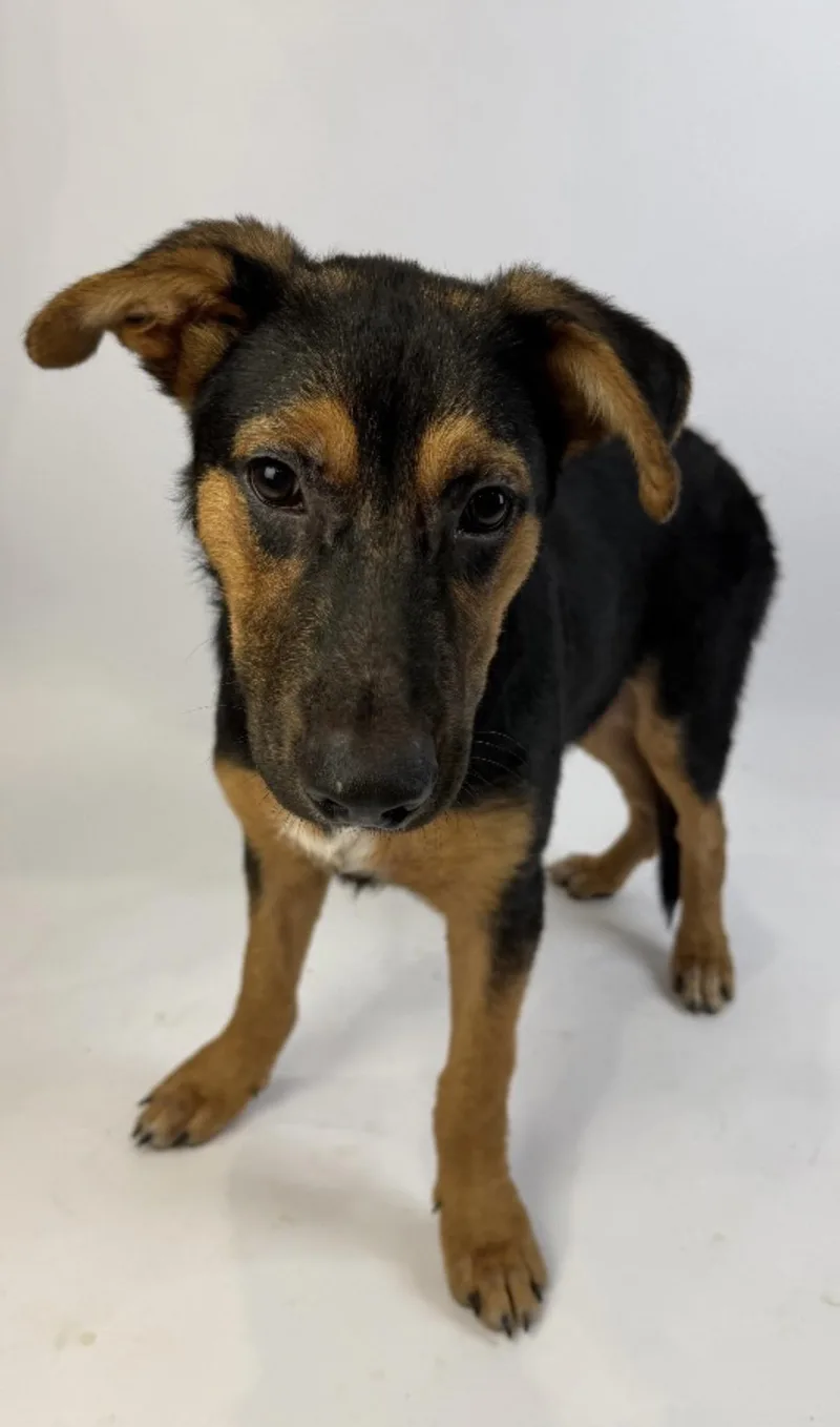 A baby medium-sized male Bicolor German Shepherd Dog dog named Aaron Burr for adoption in Alvin, TX