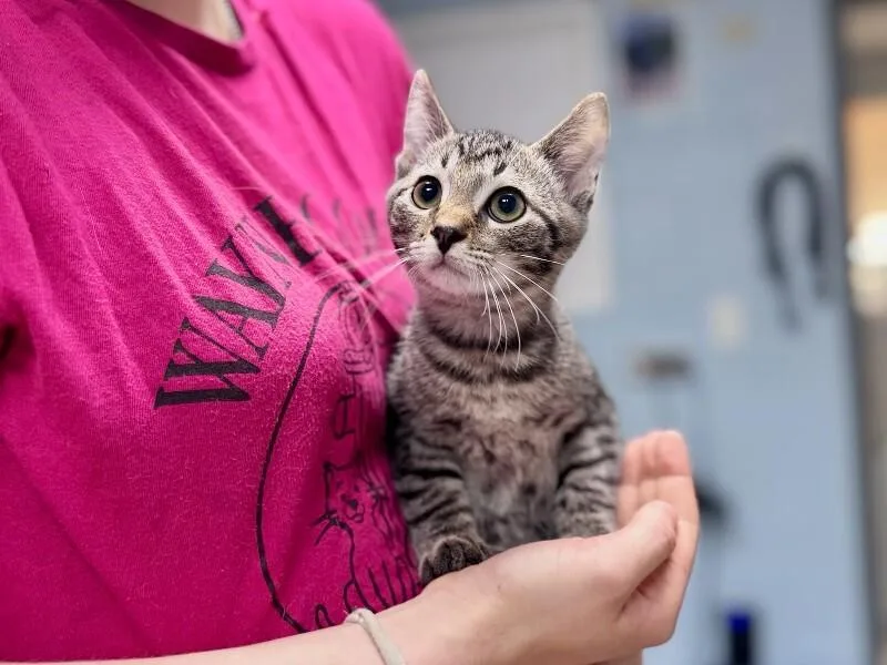 A young medium-sized male Tabby (Tiger Striped) Domestic Short Hair cat named Billie for adoption in Wooster, OH