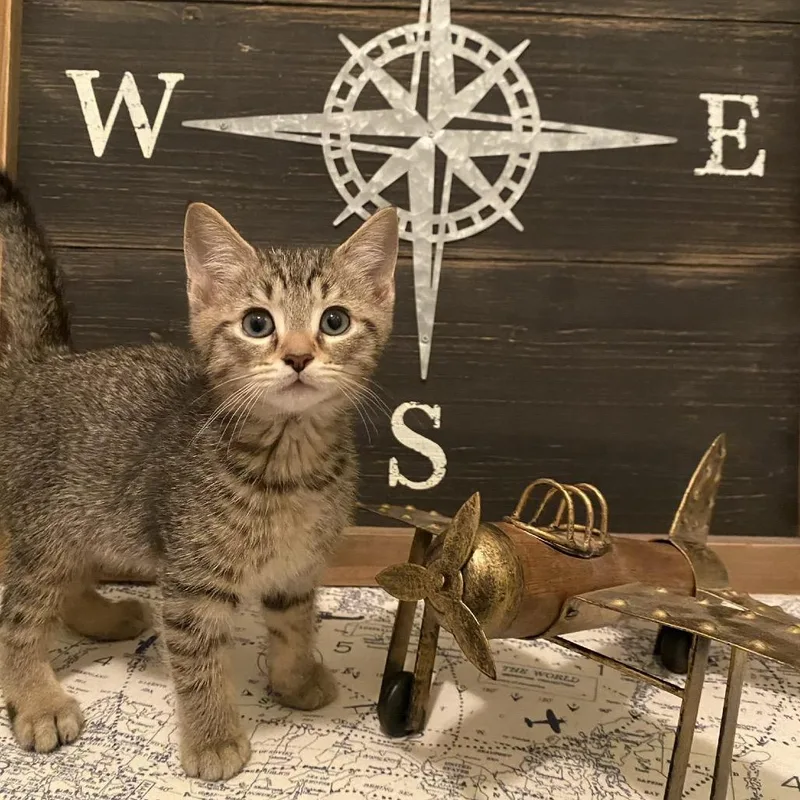 A baby small-sized male Brown / Chocolate Domestic Short Hair cat named Hiker for adoption in Brownsboro, AL