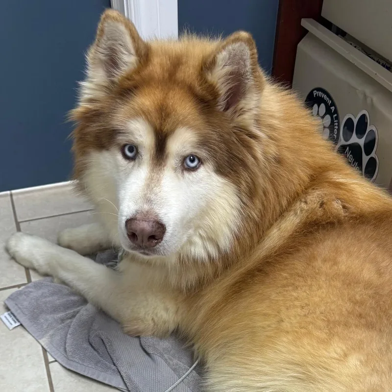 An adult large-sized male Husky dog named Hachi for adoption in Medford, NY