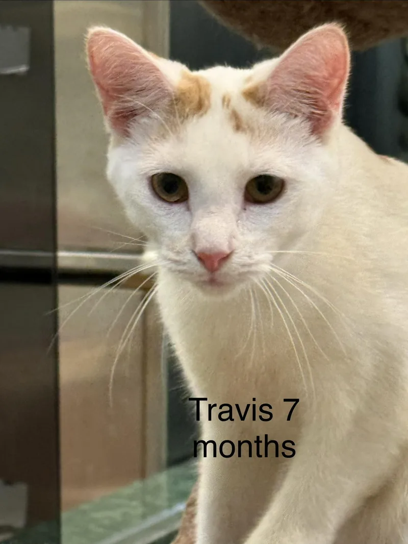 A baby medium-sized male Orange & White Domestic Short Hair cat named Travis for adoption in Plymouth, MA
