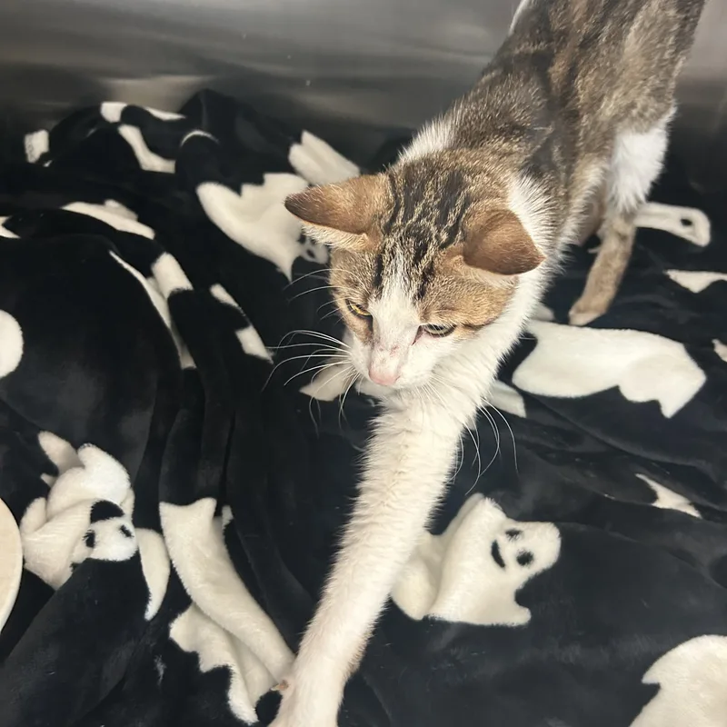 A young small-sized female Tabby (Gray / Blue / Silver) Domestic Short Hair cat named Zoey for adoption in Gainesville, TX