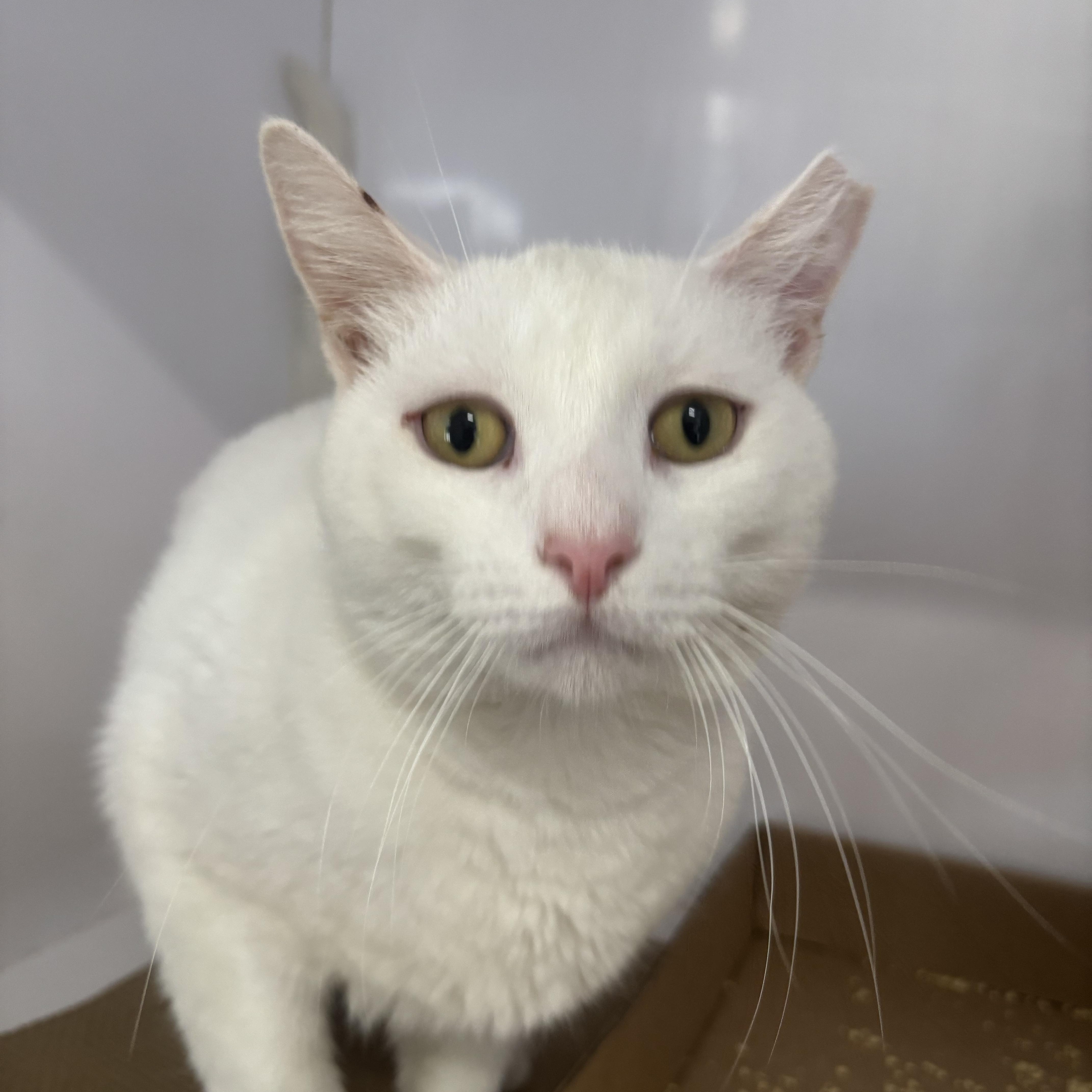 A young medium-sized male White Domestic Short Hair cat named Casper for adoption in North Haven, CT