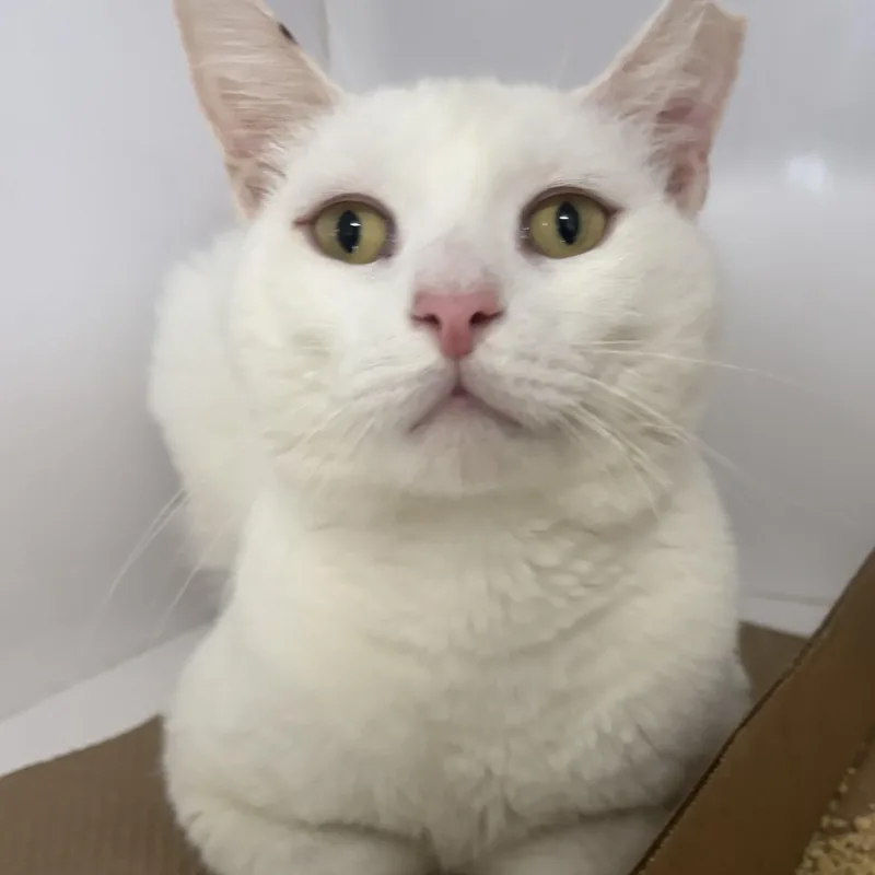 Casper thumbnail 2