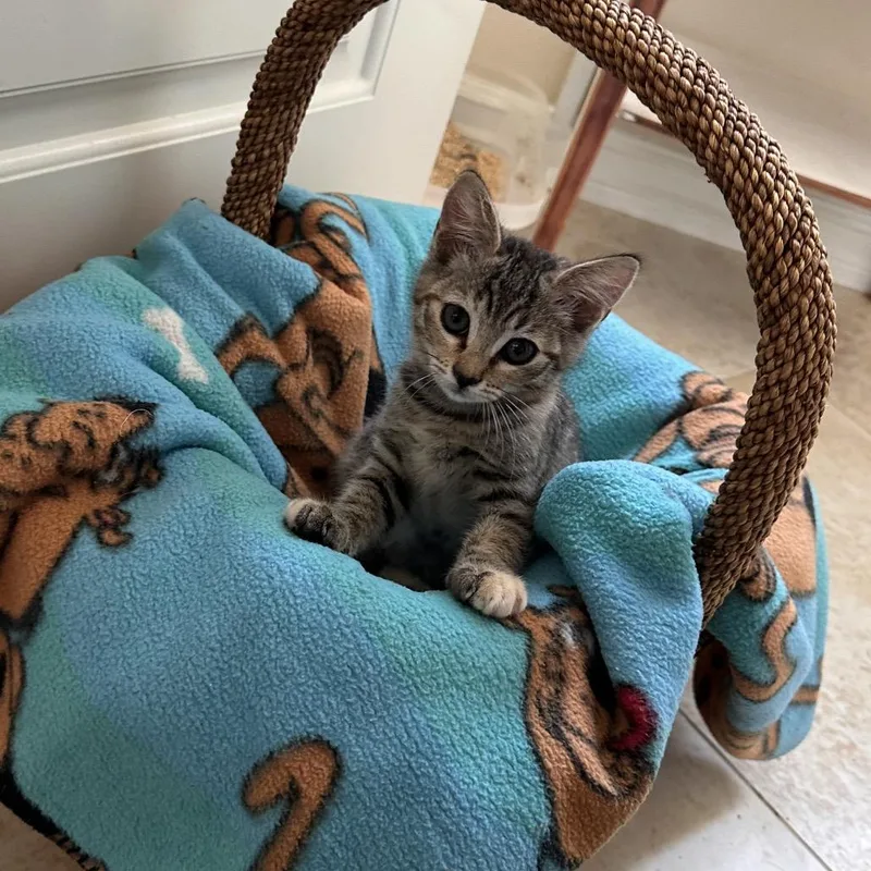 A baby small-sized female Brown / Chocolate Domestic Short Hair cat named Galaxy for adoption in Tustin, CA