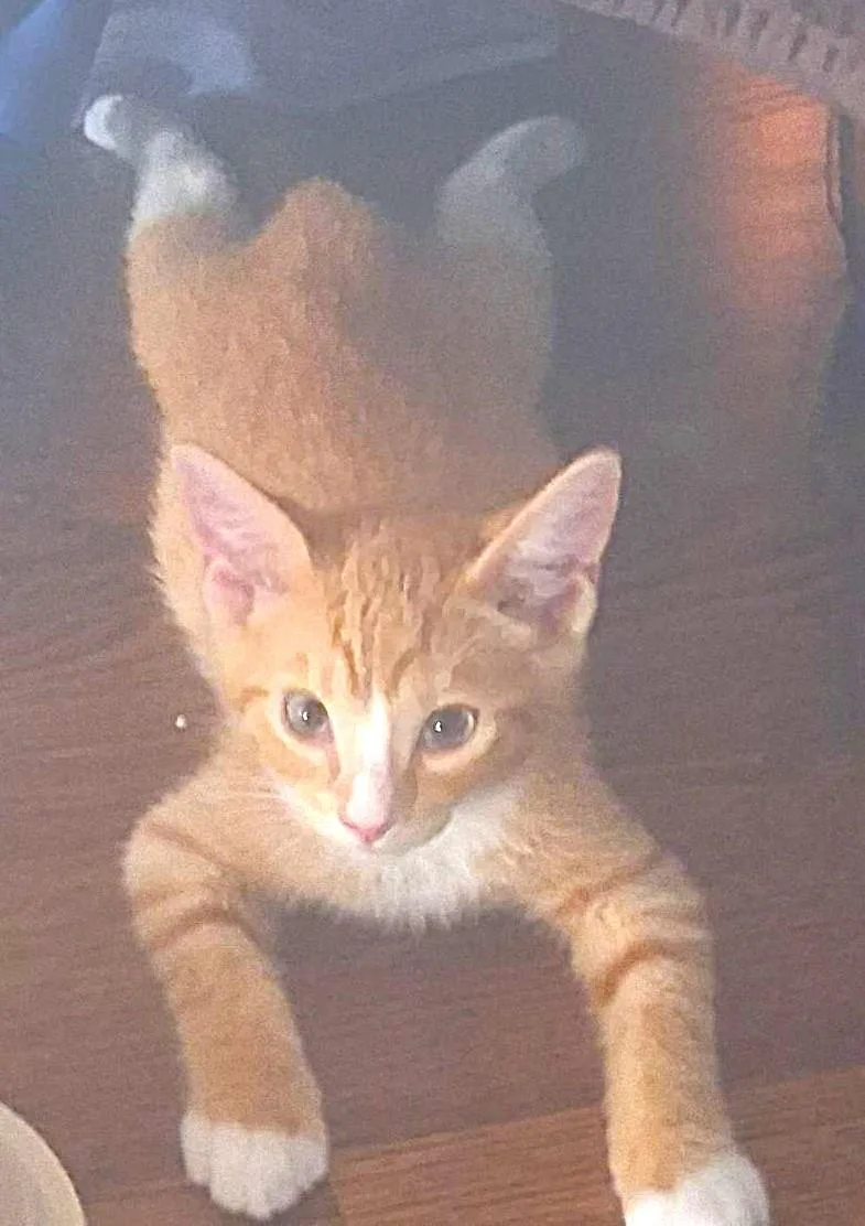 A baby medium-sized male Tabby (Orange / Red) Tabby cat named Hootie for adoption in Nashville, TN