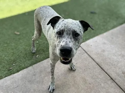 An adult medium-sized male Cattle Dog dog named Jumbo for adoption in Gainesville, FL