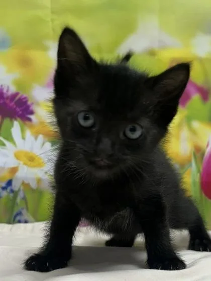 A baby small-sized male Domestic Short Hair cat named Huckleberry for adoption in San Antonio, TX