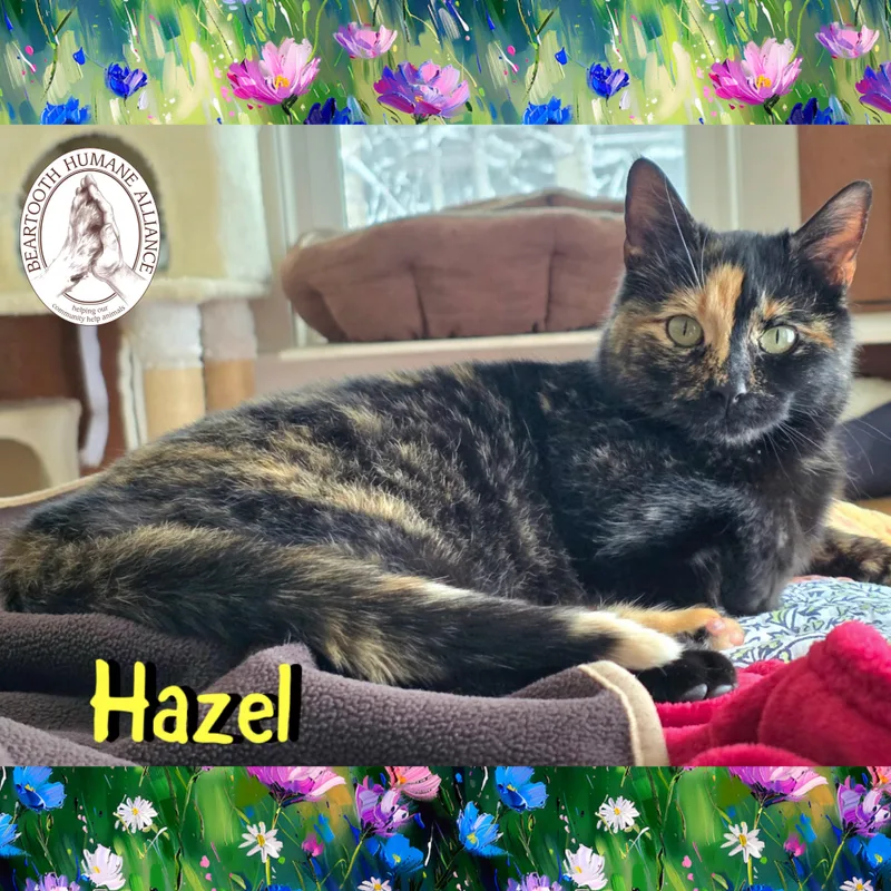 Hazel