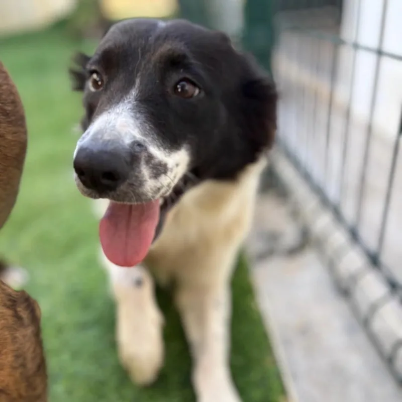 A young medium-sized female Black Border Collie dog named Daisy Bug for adoption in New York, NY