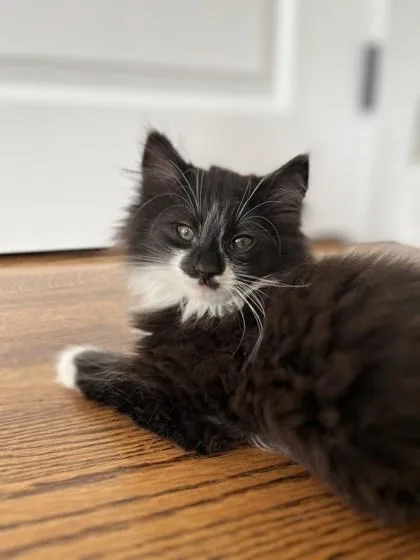 A baby small-sized male Domestic Medium Hair cat named Snickers for adoption in Ringoes, NJ