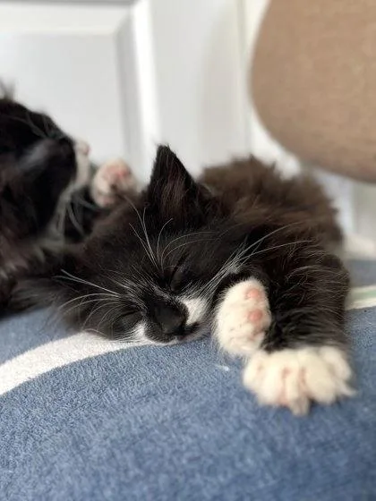 Snickers thumbnail 3