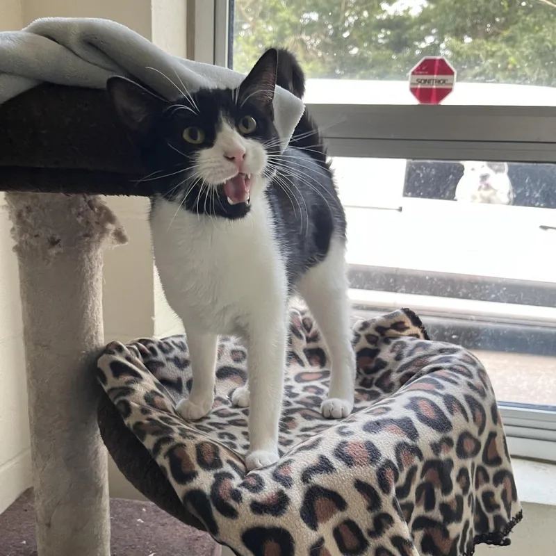 An adult medium-sized female Black Domestic Short Hair cat named Luna for adoption in Brockton, MA