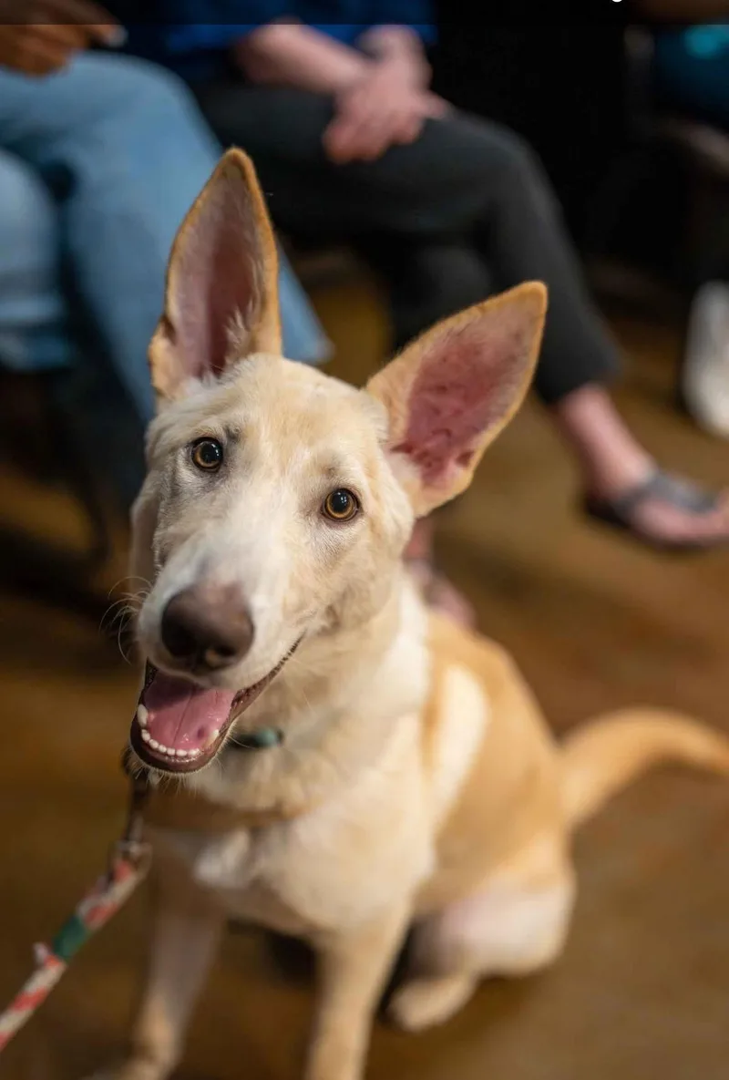 Sherbert thumbnail 2