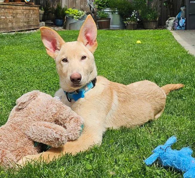 Sherbert thumbnail 3