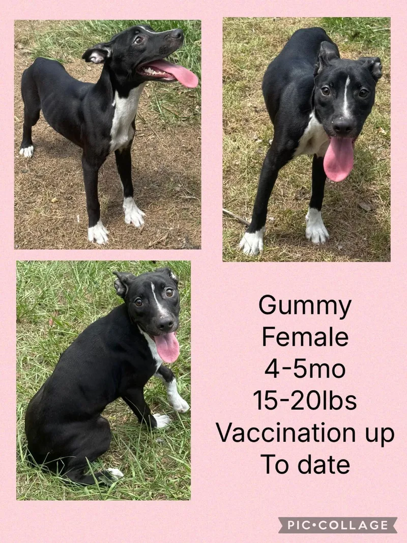 A young medium-sized female Whippet dog named Gummy for adoption in Virginia Beach, VA