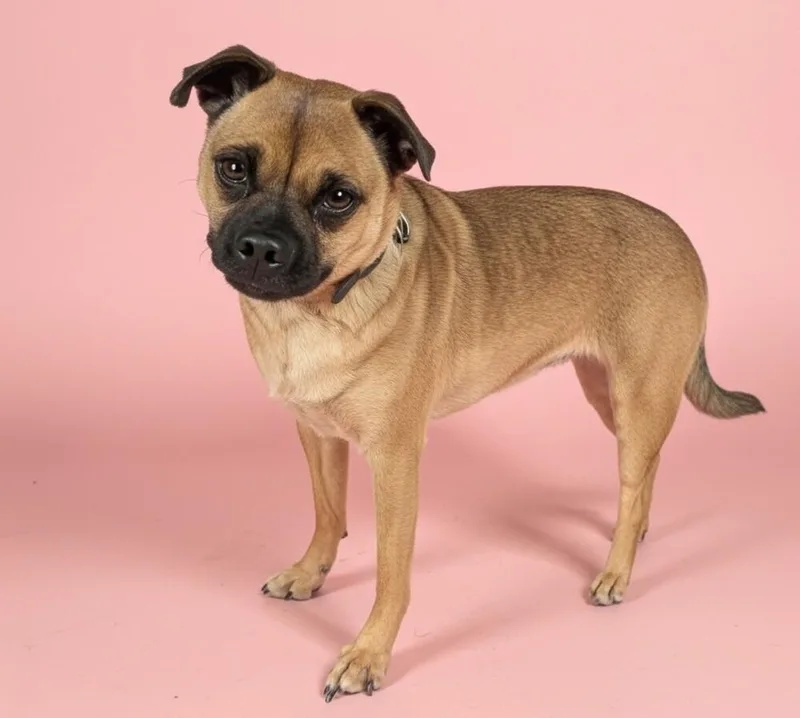 Penelope The Pugish thumbnail 3