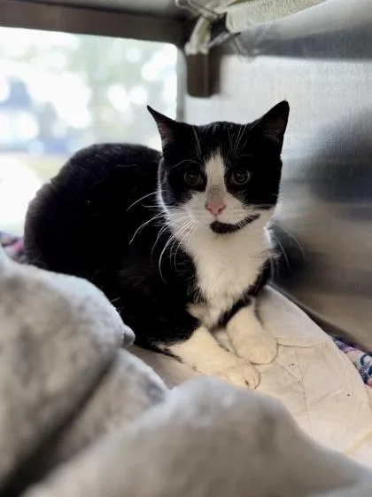 A young medium-sized female Domestic Short Hair cat named Cicada for adoption in Midland, MI