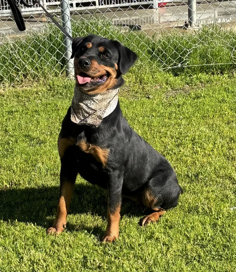 An adult medium-sized female Rottweiler dog named Aida for adoption in Woodland, CA