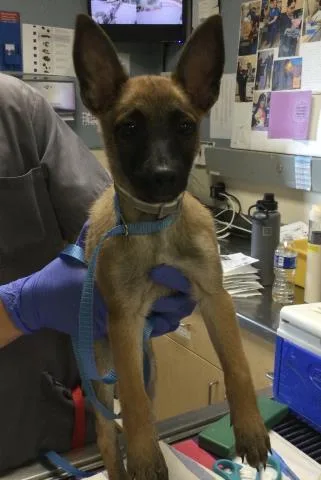 A baby small-sized female Belgian Shepherd / Malinois dog named Juno for adoption in Riverside, CA