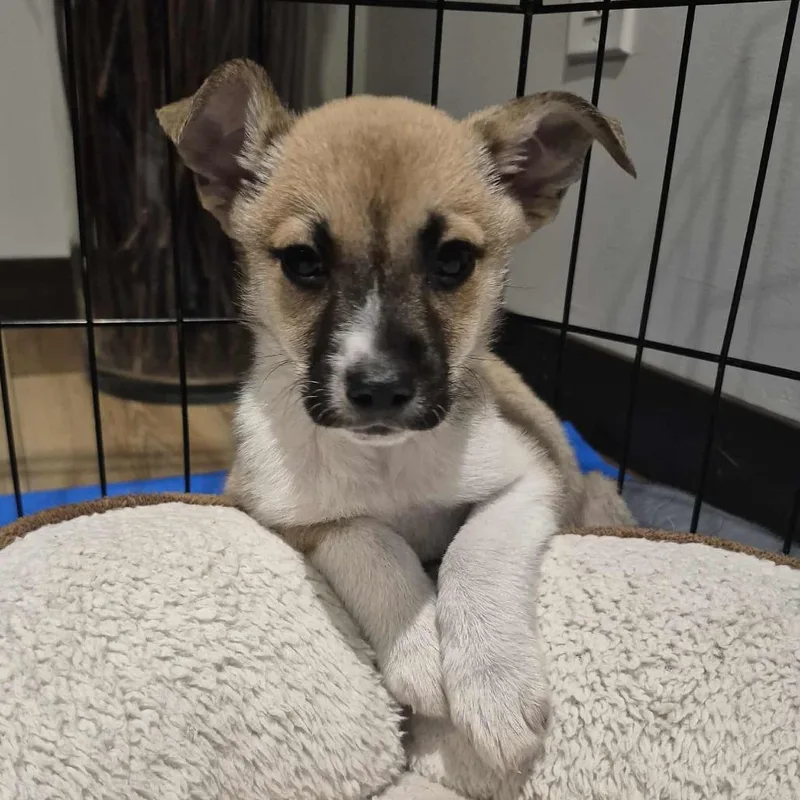 Fennekin thumbnail 2