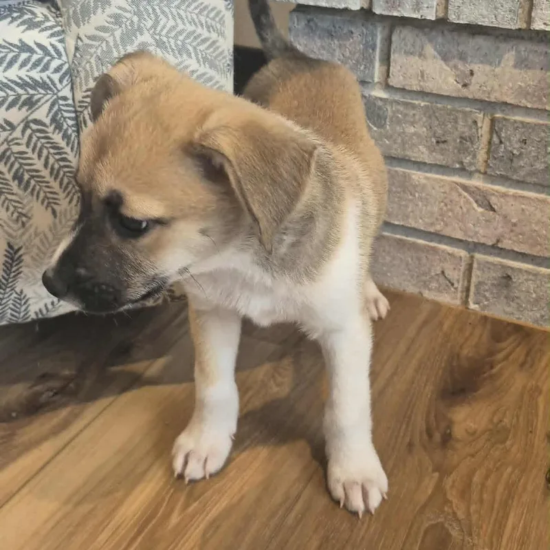 Fennekin thumbnail 3