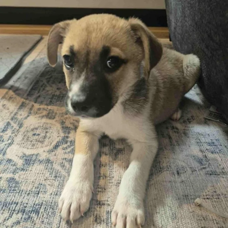 Fennekin thumbnail 4