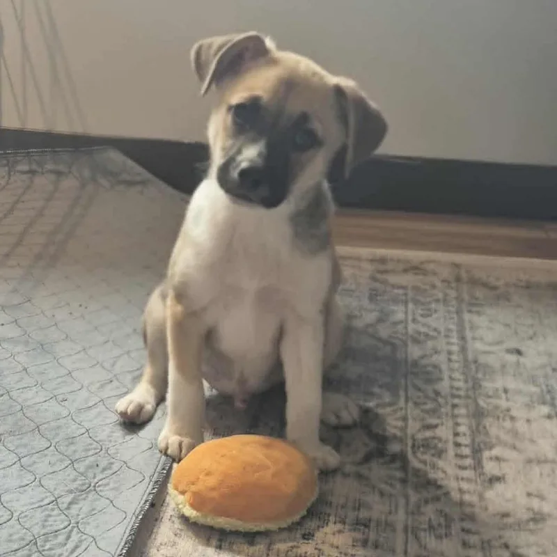 Fennekin thumbnail 5