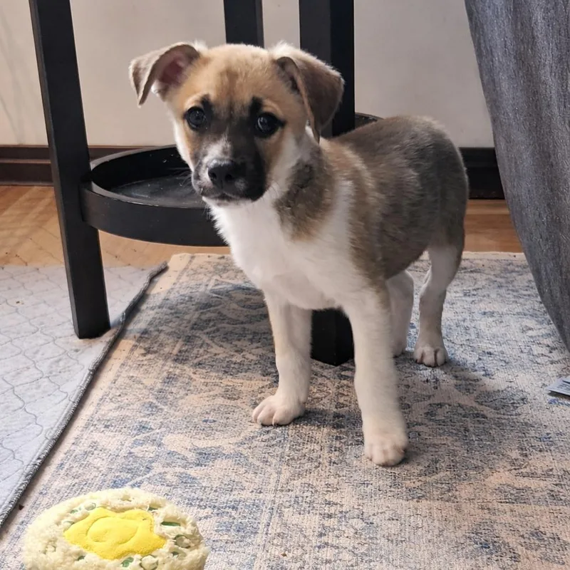 Fennekin thumbnail 6