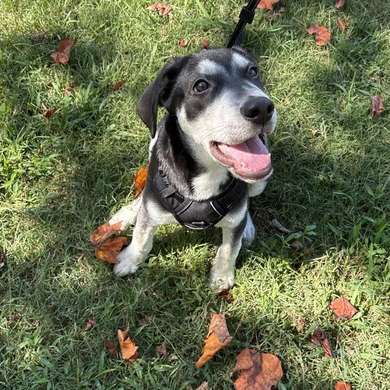 A baby medium-sized male Husky dog named Romeo Romeo for adoption in Greensboro, NC