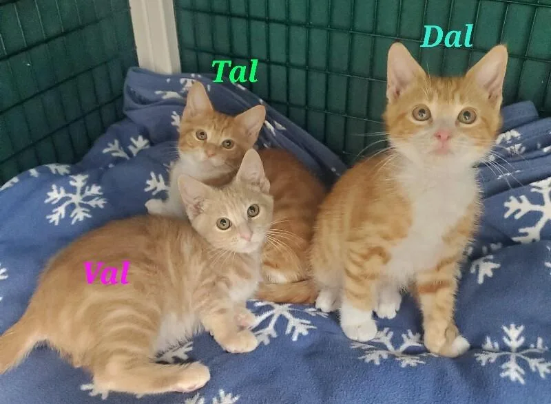 A young medium-sized male Domestic Short Hair cat named Dal for adoption in Diamond Springs, CA