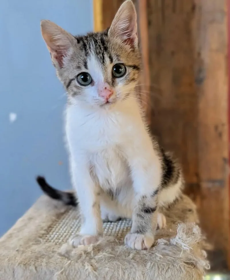 A baby small-sized female Domestic Short Hair cat named Aarti for adoption in Gorham, ME