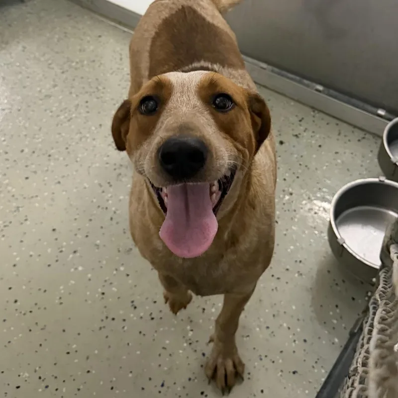 An adult small-sized female Red / Chestnut / Orange Coonhound dog named Mamie for adoption in Marion, VA